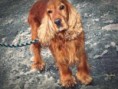 /album/anglicky-kokerspaniel/images-5-jpg1/